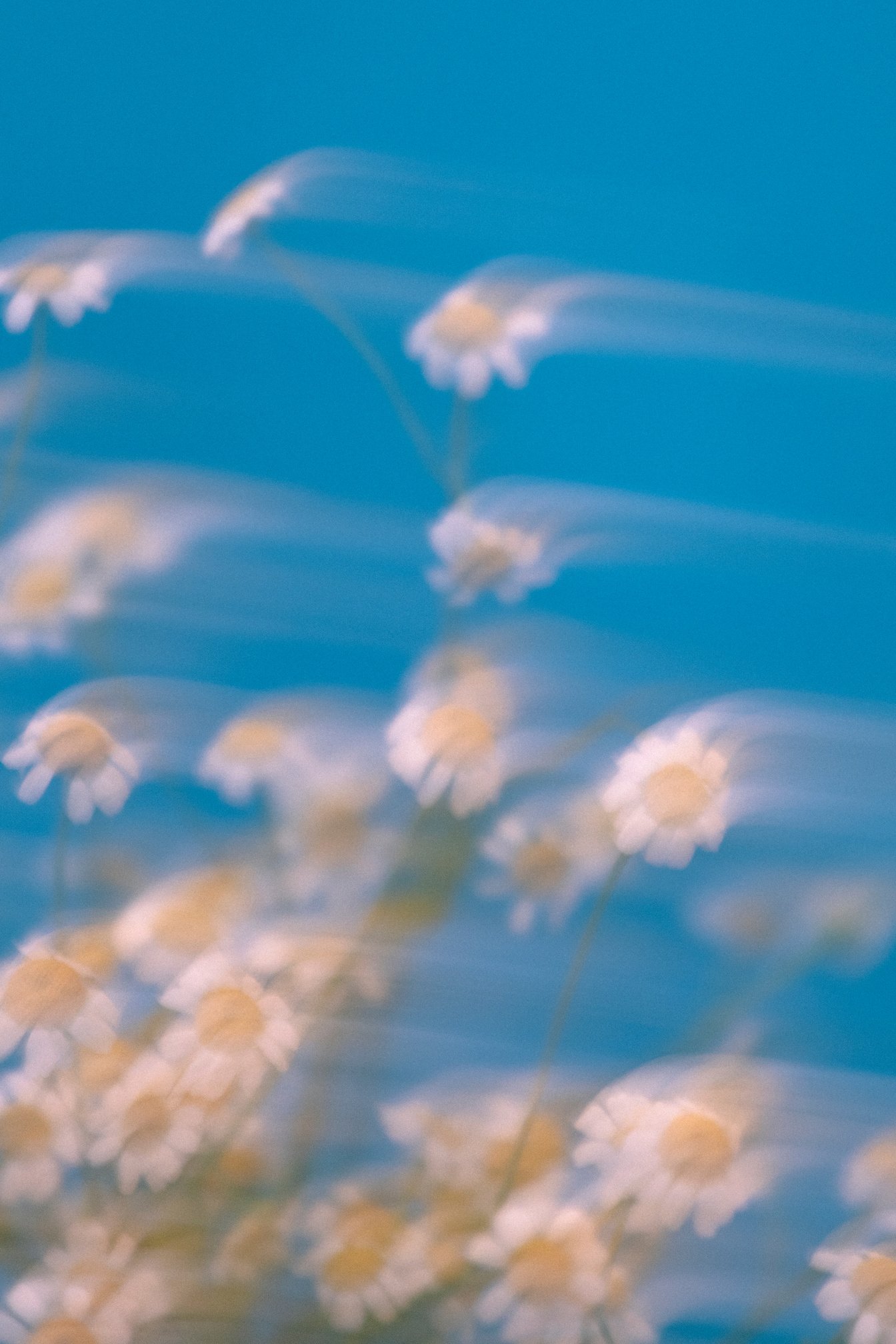 Motion Blur of Chamomiles on Blue Background