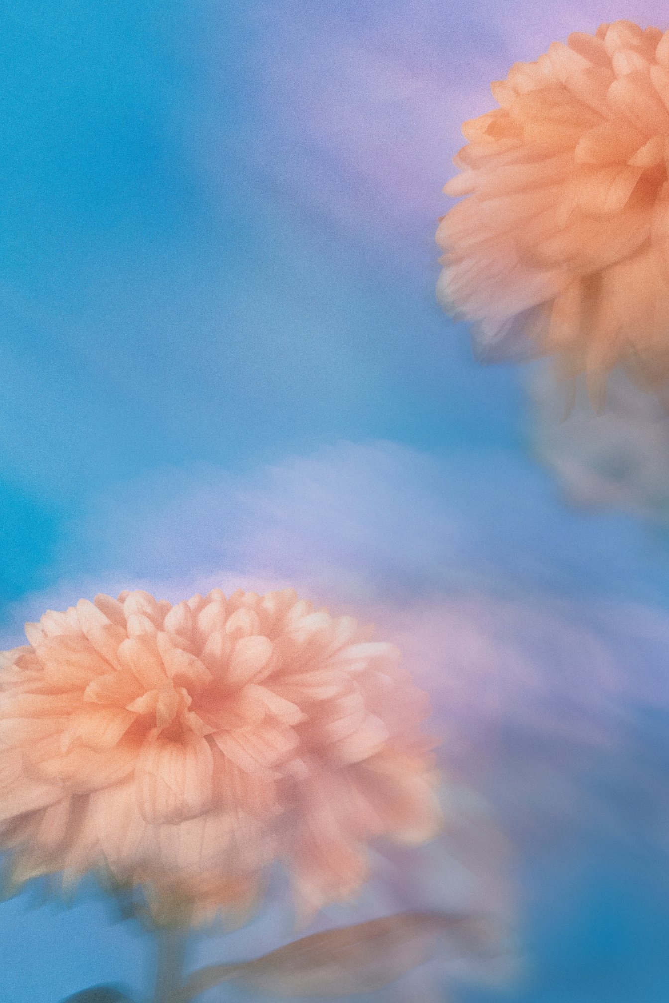 Dahlias on Blue Background