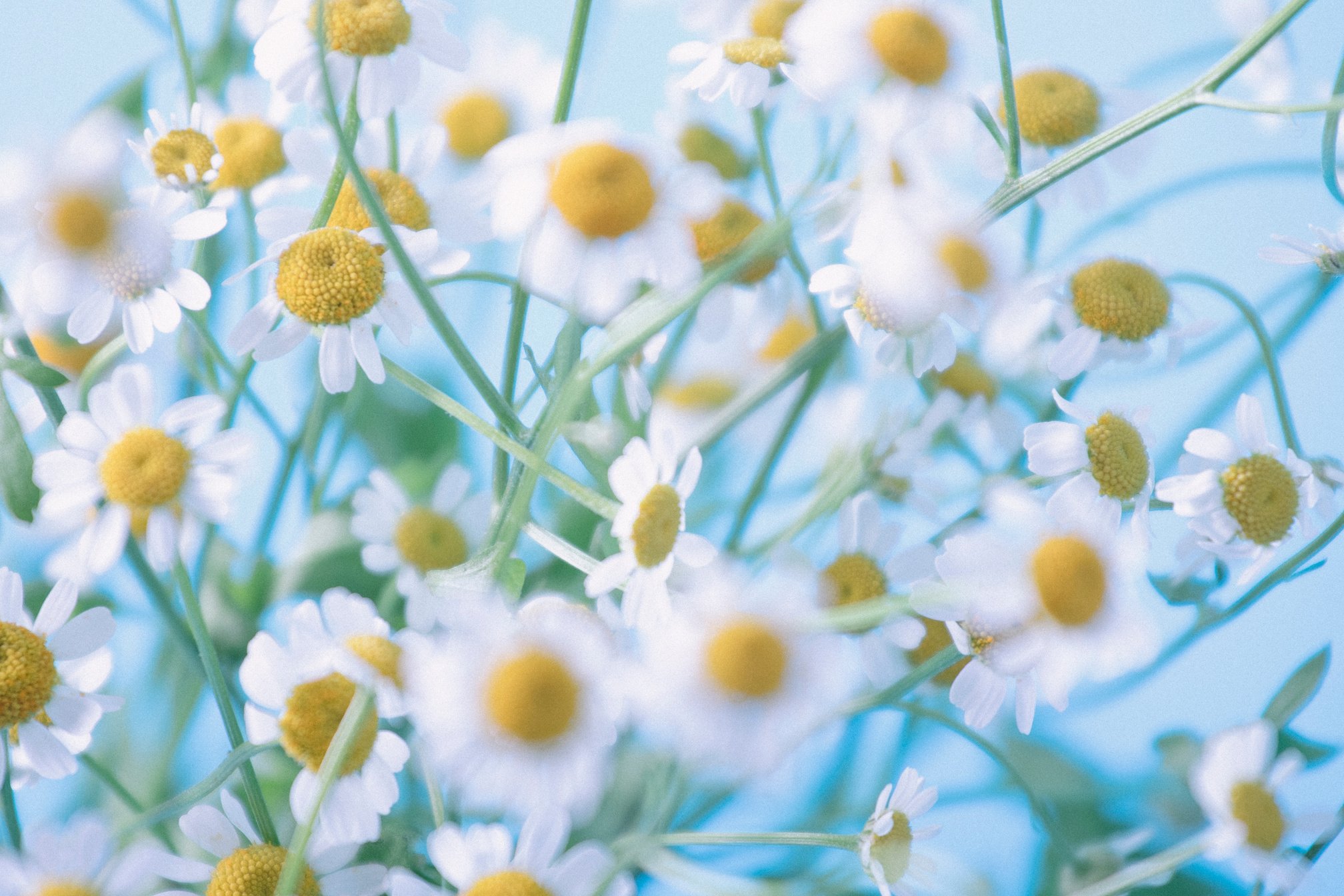 Blooming Chamomile Flowers