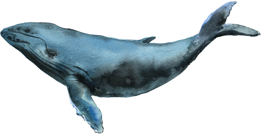 whale watercolor image